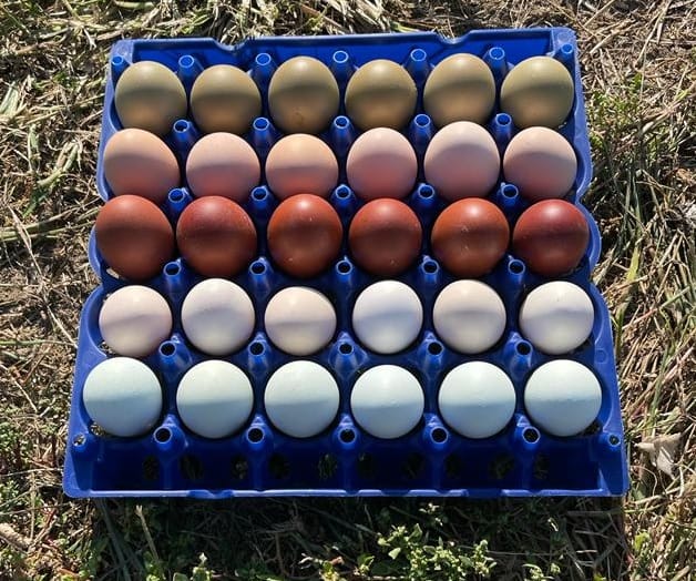 Cesto di Ethical Eggs da galline allevate all’aperto