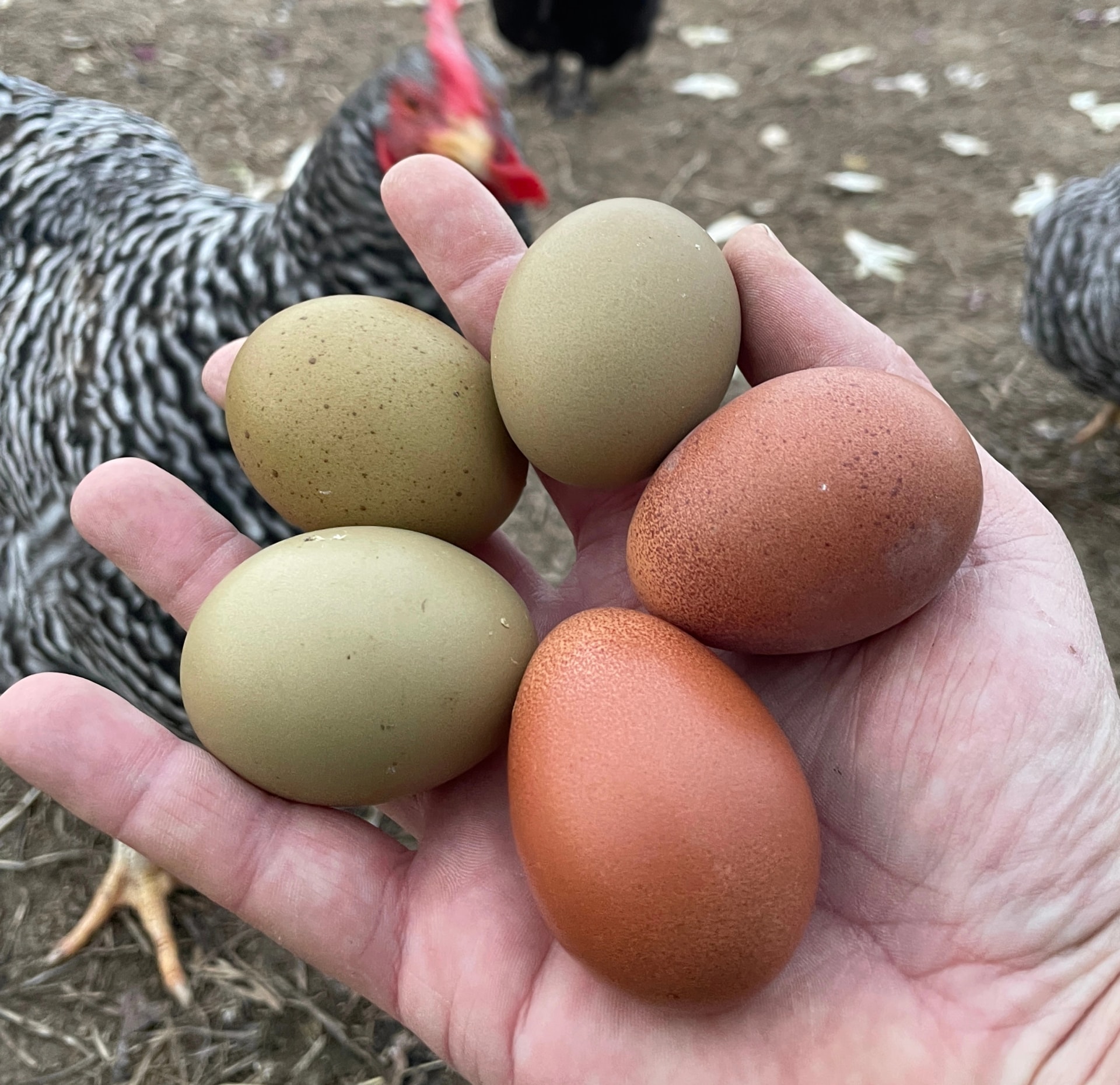 Uova fresche provenienti da galline al pascolo