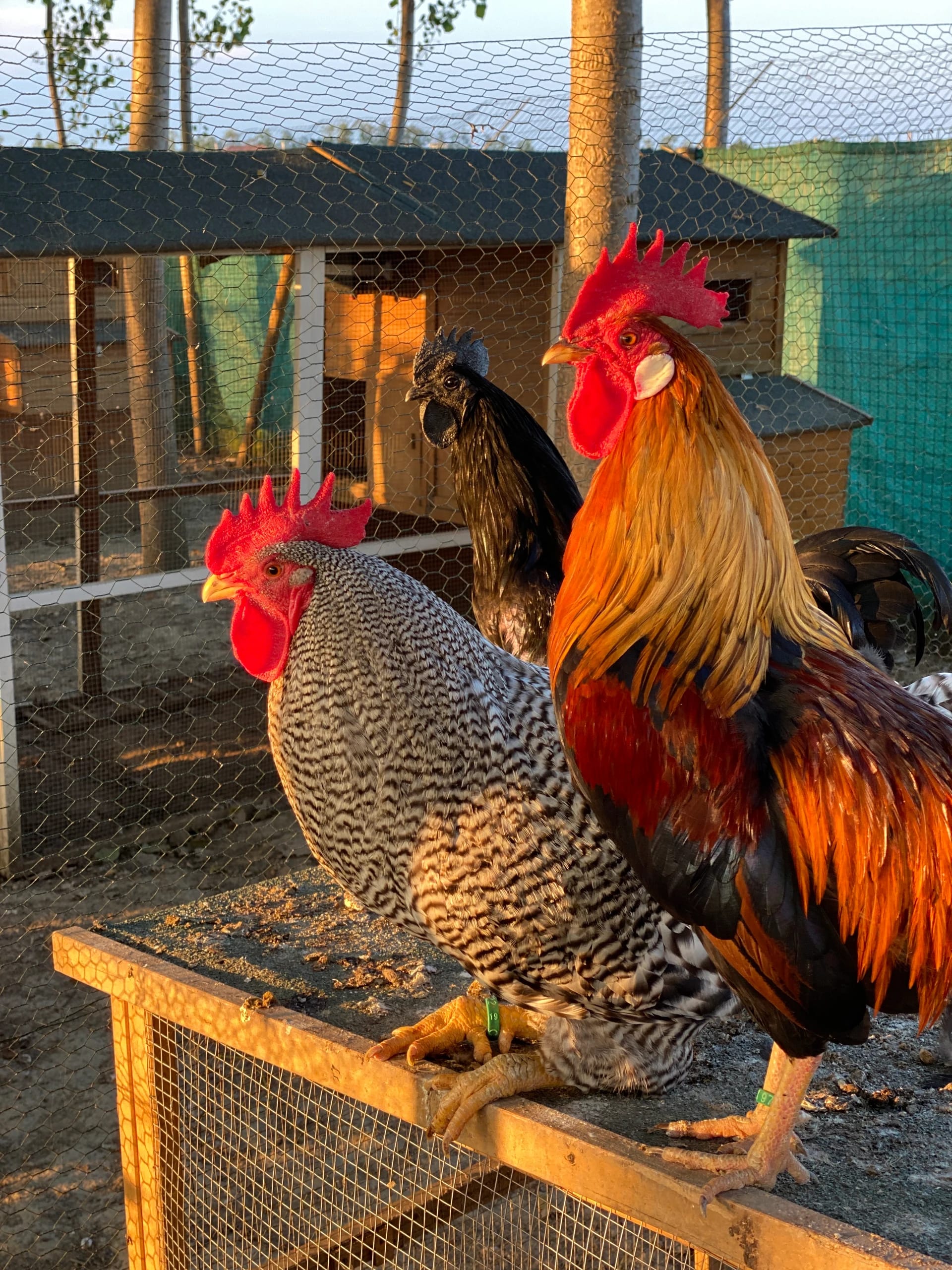 Le prime due galline